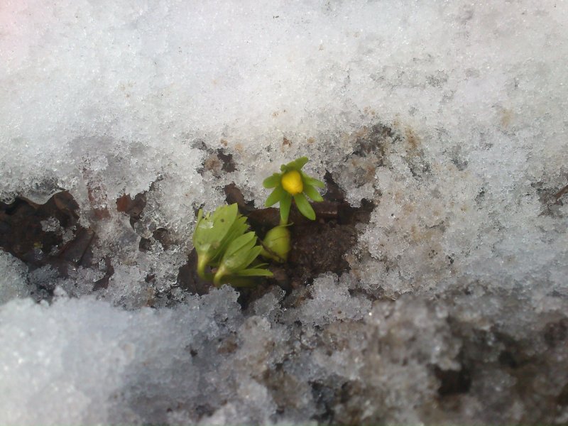 Eranthis hyemalis Winter aconite